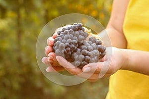 Bunches of freshly harvested black grapes in female hands against the sunset at golden hour