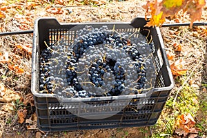 Bunches of freshly harvested red grapes in a plastic box. photo