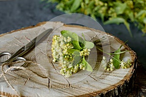 Bunches of freshly picked flowers of Linden and scissors on a wooden stump for a image of drying medicinal herbs