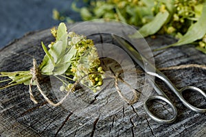 Bunches of freshly picked flowers of Linden and scissors on a wooden stump for a image of drying medicinal herbs