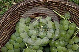 Bunches of freshly picked green grapes in a wicker basket
