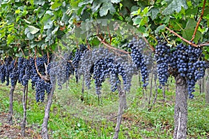 Bunches of grapes