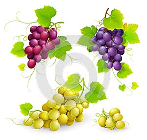 Bunches of grapes