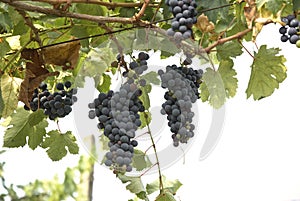 Bunches of grapes