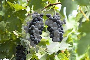 Bunches of grapes