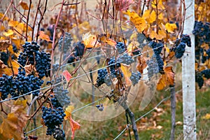Bunches of grapes