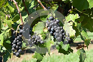 Bunches of Grapes