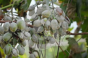Bunches of grapes affected by powdery mildew or oidium