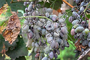 Bunches of grapes affected by powdery mildew or oidium with yellow leaves. photo