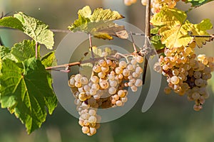 Bunches of grapes in an Alsace vineyard in autumn