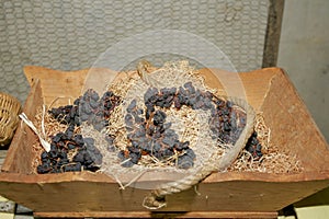 Bunches of grapes in a basket in winery in France