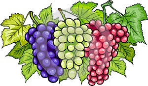 Bunches of grapes cartoon illustration