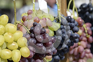 Bunches of grapes of different varieties, close-up