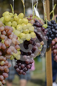 Bunches of grapes of different varieties, close-up