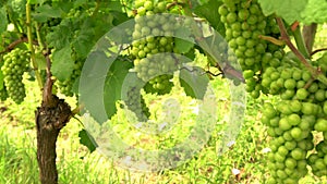 Bunches of grapes on grapevines growing in a Rhine Valley vineyard, Germany