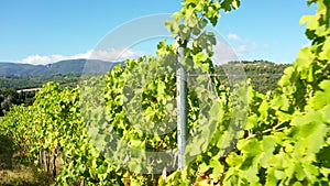 Among the bunches of grapes in green vineyard, close-up view. Growing grapes for the production of homemade wine