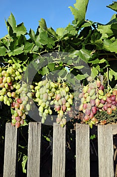 bunches of grapes hang over a wooden fence. growing organic products