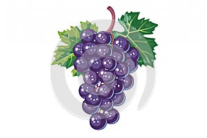 bunches of grapes isolated on white background, suitable for wineries and vineyards.