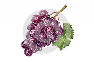 bunches of grapes isolated on white background, suitable for wineries and vineyards.