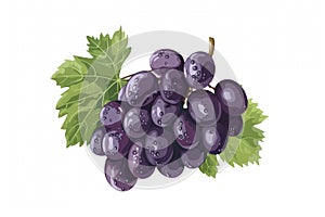 bunches of grapes isolated on white background, suitable for wineries and vineyards.