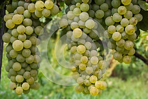 Bunches of grapes in an italian vineyard