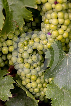 Bunches of grapes, leaves and branches at sunset on a grape field on south of Russia