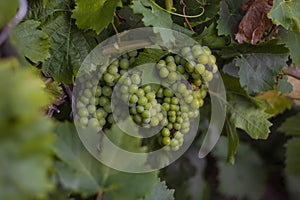 Bunches of grapes, leaves and branches at sunset on a grape field on south of Russia