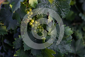 Bunches of grapes, leaves and branches at sunset on a grape field on south of Russia