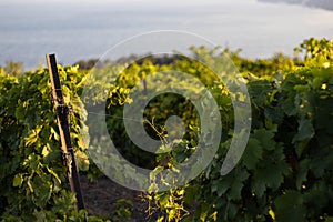 Bunches of grapes, leaves and branches at sunset on a grape field on south of Russia