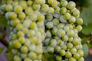 Bunches of grapes, leaves and branches at sunset on a grape field on south of Russia