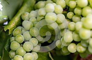 Bunches of grapes, leaves and branches at sunset on a grape field on south of Russia