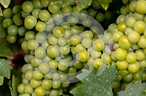 Bunches of grapes, leaves and branches at sunset on a grape field on south of Russia