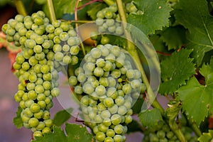 Bunches of grapes, leaves and branches at sunset on a grape field on south of Russia