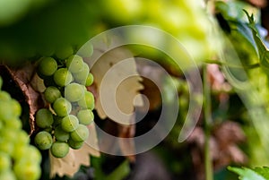 Bunches of grapes, leaves and branches at sunset on a grape field on south of Russia