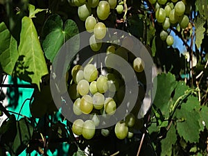 Bunches of grapes lit by the sun. Large grapes. Green grapes. Purple grapes. Agriculture and winemaking.