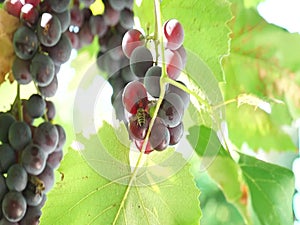 Bunches of grapes lit by the sun. Large grapes. Green grapes. Purple grapes. Agriculture and winemaking.