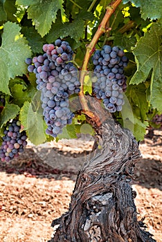Bunches of grapes on the plant during the veraison phase. Agriculture