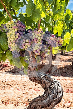 Bunches of grapes on the plant during the veraison phase. Agriculture