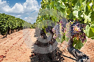 Bunches of grapes on the plant during the veraison phase. Agriculture