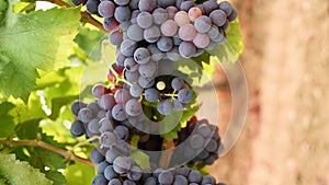 Bunches of grapes on the plant during the veraison phase. Agriculture.