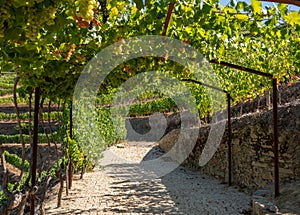 Bunches of grapes for port wine by the River Douro in Portugal