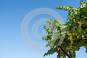 Bunches of grapes for port wine by the River Douro in Portugal