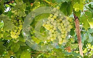 Bunches of grapes for port wine by the River Douro in Portugal