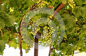 Bunches of grapes for port wine by the River Douro in Portugal