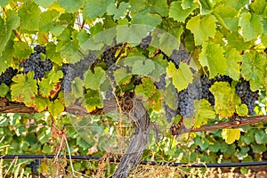 Bunches of grapes for port wine by the River Douro in Portugal