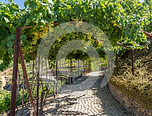 Bunches of grapes for port wine by the River Douro in Portugal