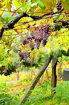 Close up of bunches of grapes in vineyards in the Galician way. Spain