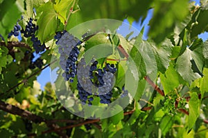 Bunches of grapes ripen under the scorching sun