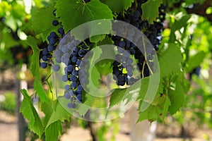 Bunches of grapes ripen under the scorching sun