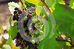 Bunches of grapes ripen under the scorching sun